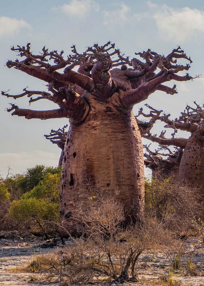 A baobab forest in Madagascar